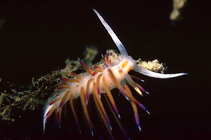 04 Coryphella lineata.jpg